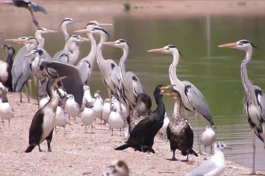 Aqaba Birds Observatory - مرصد طيور العقبة