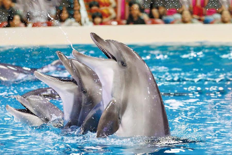 Dubai Dolphinarium - دبي دولفيناريوم
