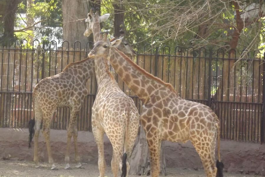 Giza Zoo - حديقة حيوانات الجيزة