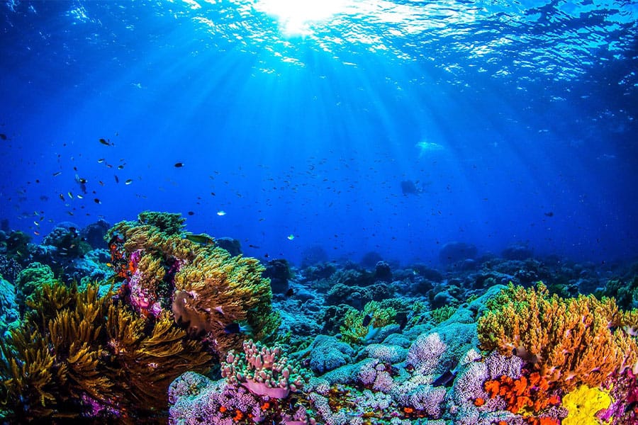 red sea coral reefs - شعاب البحر الأحمر المرجانية